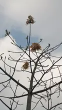 Una ceiba crecerá sana y fuerte al lado del monumento en el ‘Bosque de los Estudiantes’