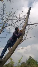 Una ceiba crecerá sana y fuerte al lado del monumento en el ‘Bosque de los Estudiantes’