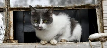 Centro de Bienestar Animal atiende a caninos y felinos que quedaron desamparados en Montebello