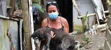 Centro de Bienestar Animal atiende a caninos y felinos que quedaron desamparados en Montebello