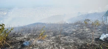 “Todos estos incendios son provocados en forma dolosa”: Rodrigo Zamorano
