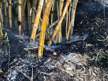 Alcaldía ofrece hasta $5 millones para capturar a responsables de incendios en áreas protegidas y en bienes públicos o privados 