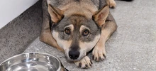 30 animales buscan un nuevo hogar que les brinde amor y protección