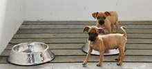 30 animales buscan un nuevo hogar que les brinde amor y protección