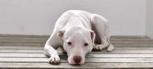 30 animales buscan un nuevo hogar que les brinde amor y protección