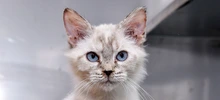 30 animales buscan un nuevo hogar que les brinde amor y protección