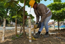 Comenzó el traslado de árboles en el Bulevar de Oriente