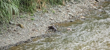La nutria del Río Cali, también se fue de recorrido por las obras de Parque Pacífico