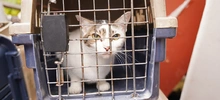Allanan vivienda para rescatar animales víctimas de maltrato y abandono