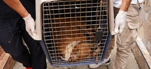 Allanan vivienda para rescatar animales víctimas de maltrato y abandono