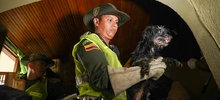 Allanan vivienda para rescatar animales víctimas de maltrato y abandono