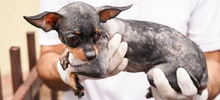 Allanan vivienda para rescatar animales víctimas de maltrato y abandono