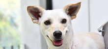 Unidad de Protección Animal interviene en caso denunciado por redes sociales