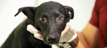 “El CBA no es un espacio para abandonar animales”: Unidad de Protección Animal