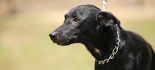 “El CBA no es un espacio para abandonar animales”: Unidad de Protección Animal