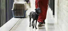 “El CBA no es un espacio para abandonar animales”: Unidad de Protección Animal