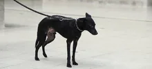 “El CBA no es un espacio para abandonar animales”: Unidad de Protección Animal