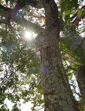 El verde es el color que predomina en el Bulevar de Oriente