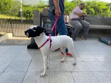 Centro de Bienestar Animal realizó su primera jornada masiva de esterilizaciones