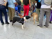 Centro de Bienestar Animal realizó su primera jornada masiva de esterilizaciones