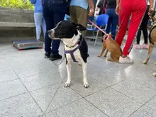 Centro de Bienestar Animal realizó su primera jornada masiva de esterilizaciones