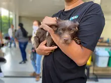 Centro de Bienestar Animal realizó su primera jornada masiva de esterilizaciones