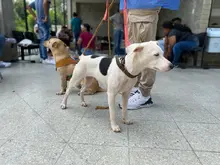 Centro de Bienestar Animal realizó su primera jornada masiva de esterilizaciones
