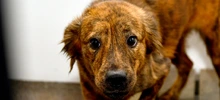 Perros adultos buscan la oportunidad de un nuevo hogar