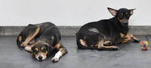 Perros adultos buscan la oportunidad de un nuevo hogar