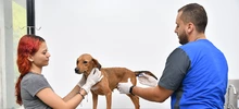 Perros adultos buscan la oportunidad de un nuevo hogar
