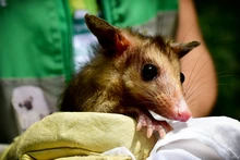 Gracias a labor del Dagma, fauna silvestre retorna a su hábitat
