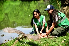 Gracias a labor del Dagma, fauna silvestre retorna a su hábitat