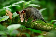 Gracias a labor del Dagma, fauna silvestre retorna a su hábitat