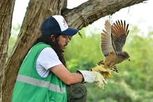 Gracias a labor del Dagma, fauna silvestre retorna a su hábitat