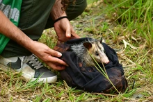 Gracias a labor del Dagma, fauna silvestre retorna a su hábitat