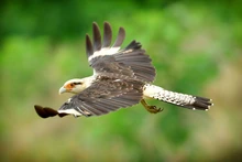 Gracias a labor del Dagma, fauna silvestre retorna a su hábitat
