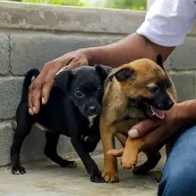 Familias respondieron a la jornada de adopción del Centro de Bienestar Animal de Cali