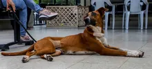 Familias respondieron a la jornada de adopción del Centro de Bienestar Animal de Cali