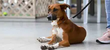 Familias respondieron a la jornada de adopción del Centro de Bienestar Animal de Cali