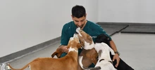 Cali realizará aportes a la Política Nacional de Protección y Bienestar Animal