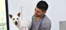 Cali realizará aportes a la Política Nacional de Protección y Bienestar Animal
