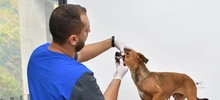 Cali realizará aportes a la Política Nacional de Protección y Bienestar Animal