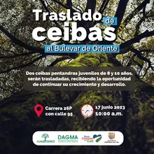 Ceibas juveniles reciben una nueva oportunidad en el Bulevar de Oriente 