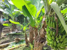 Huerta del Colegio Americano, ejemplo para la soberanía alimentaria