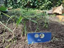 Huerta del Colegio Americano, ejemplo para la soberanía alimentaria