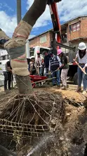 Alcaldía de Cali realizó traslado de árboles al Bulevar de Oriente