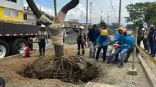 Alcaldía de Cali realizó traslado de árboles al Bulevar de Oriente