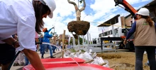 Alcaldía de Cali realizó traslado de árboles al Bulevar de Oriente