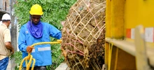 Alcaldía de Cali realizó traslado de árboles al Bulevar de Oriente