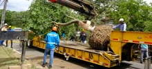 Alcaldía de Cali realizó traslado de árboles al Bulevar de Oriente
